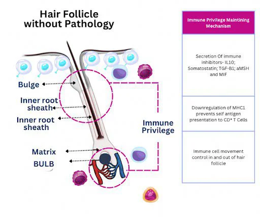 folículo piloso sin patología